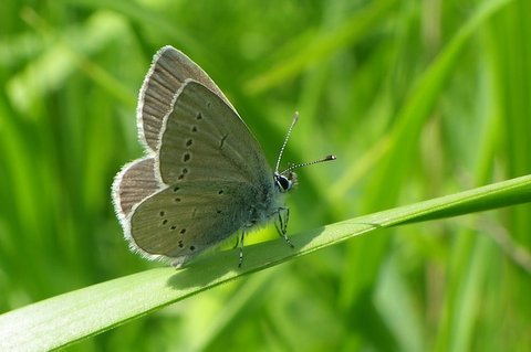 Small Blue 2